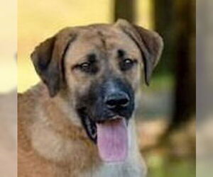 Great Pyrenees-Unknown Mix Dogs for adoption in Canton, CT, USA