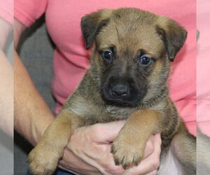 Mutt Dogs for adoption in Prattville, AL, USA