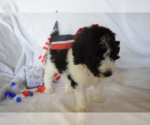 Small Photo #11 Poodle (Standard) Puppy For Sale in INDEPENDENCE, MO, USA