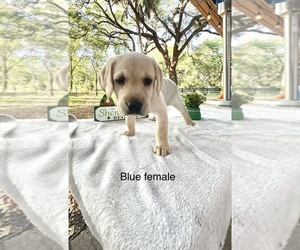 Labrador Retriever Puppy for sale in INVERNESS, FL, USA