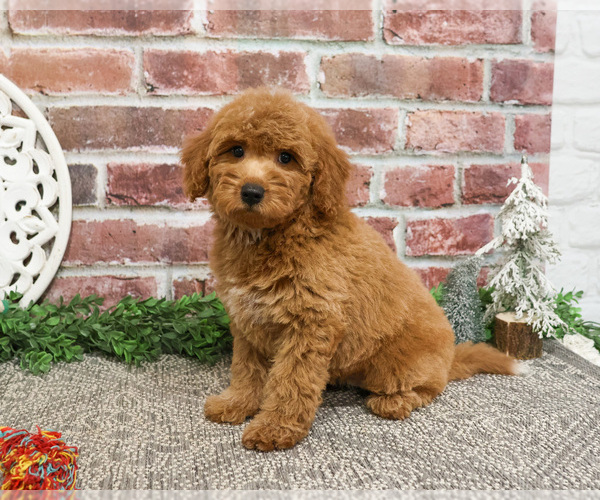 Medium Photo #17 Goldendoodle Puppy For Sale in SYRACUSE, IN, USA