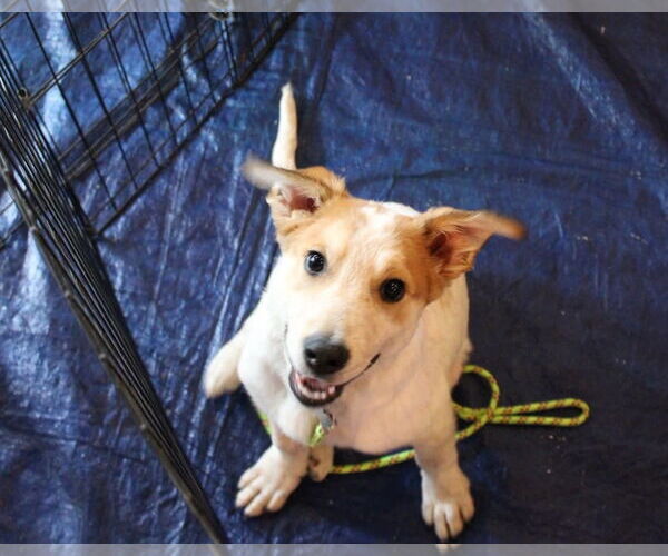 Medium Photo #3 Mutt Puppy For Sale in Holly Springs, NC, USA