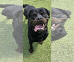Small Photo #6 Rottweiler Puppy For Sale in Mooresville, NC, USA