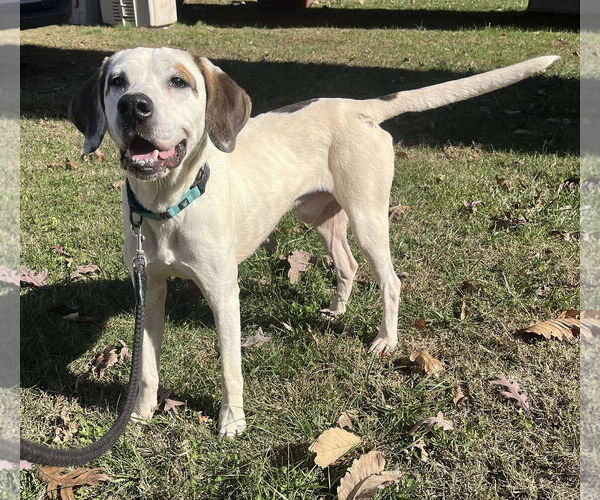 Medium Photo #13 Lab-Pointer Puppy For Sale in Rustburg, VA, USA