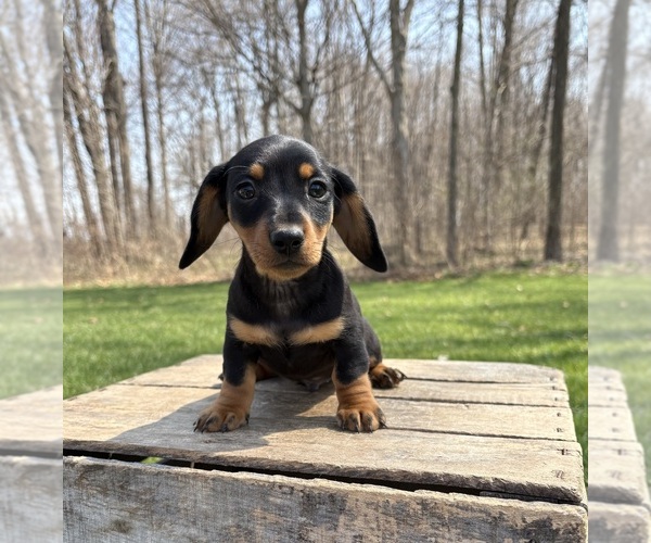 Medium Photo #4 Dachshund Puppy For Sale in MIDDLEBURY, IN, USA
