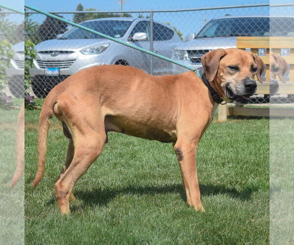 Medium Photo #10 Great Dane-Unknown Mix Puppy For Sale in Huntley, IL, USA