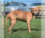 Small #9 Great Dane Mix