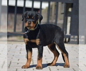 Rottweiler Puppy for Sale in DANVILLE, Pennsylvania USA