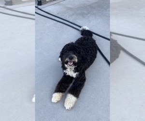 Medium Bernedoodle