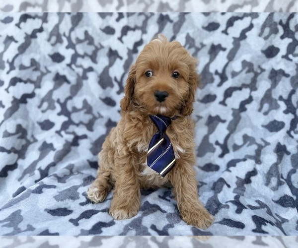 Medium Photo #4 Cock-A-Poo Puppy For Sale in LAKELAND, FL, USA