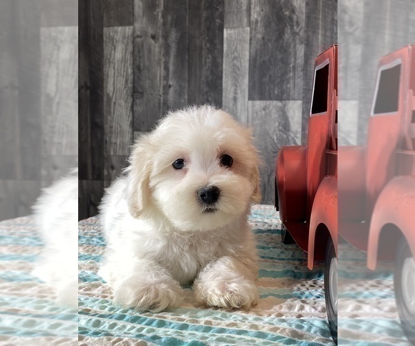 Medium Photo #2 Havaton Puppy For Sale in CANOGA, NY, USA