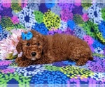 Small Photo #2 Goldendoodle (Miniature) Puppy For Sale in LINCOLN UNIV, PA, USA