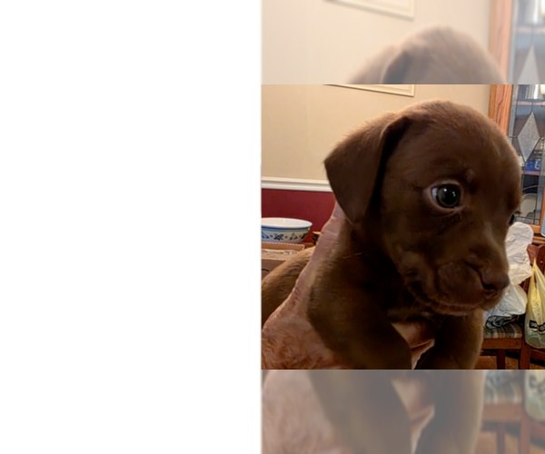 Medium Photo #7 Doxle Puppy For Sale in Aurora, IN, USA