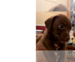 Small #6 Doxle
