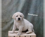 Puppy Remington Labrador Retriever