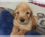 Small Photo #5 Golden Mountain Doodle  Puppy For Sale in KALISPELL, MT, USA