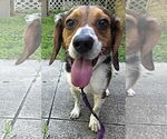 Small #3 Beagle