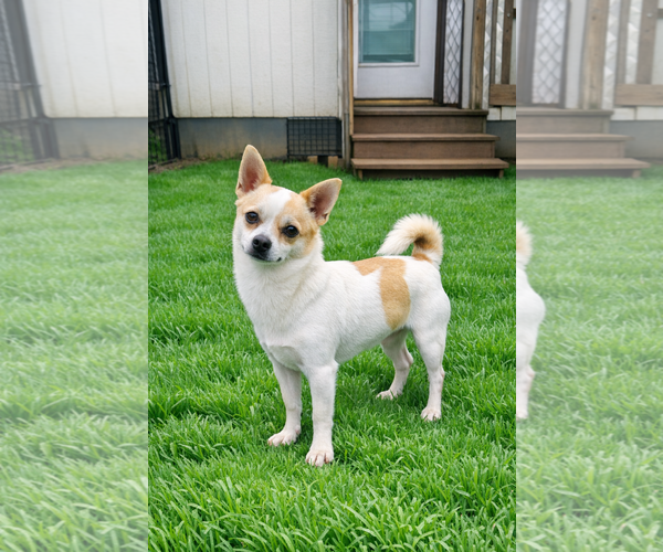 Medium Photo #1 Chihuahua Puppy For Sale in Pacolet, SC, USA