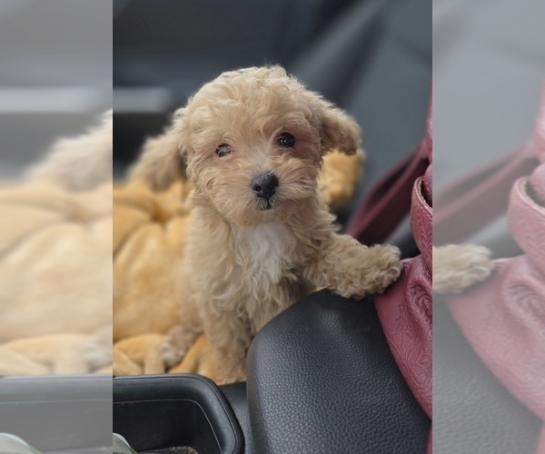 Medium Photo #12 Poodle (Toy) Puppy For Sale in DYERSBURG, TN, USA