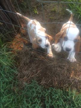 Medium Photo #1 Basset Hound Puppy For Sale in MC DAVID, FL, USA