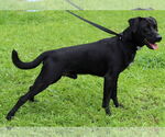 Small #1 Mutt