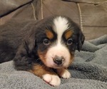 Small #11 Bernese Mountain Dog