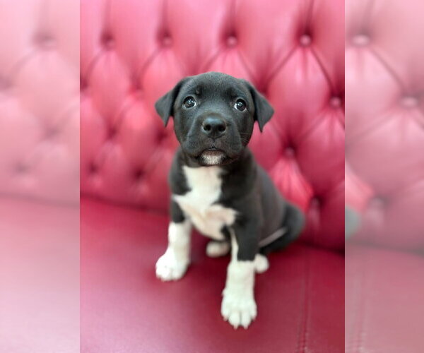 Medium Photo #1 American Staffordshire Terrier-Unknown Mix Puppy For Sale in Holly Springs, NC, USA
