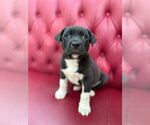 Small Photo #1 American Staffordshire Terrier-Unknown Mix Puppy For Sale in Holly Springs, NC, USA