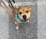 Small #11 Boston Terrier Mix
