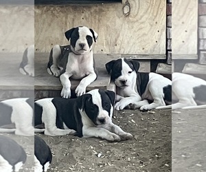American Bulldog Litter for sale in GALLUP, NM, USA