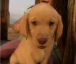 Small #2 Golden Labrador