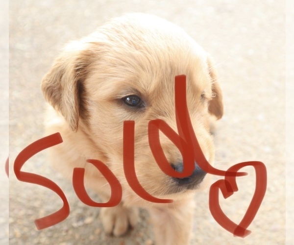 Medium Photo #4 Golden Retriever Puppy For Sale in ALAMO, TN, USA