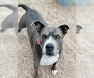 American Pit Bull Terrier Dogs for adoption in Fort Collins, CO, USA
