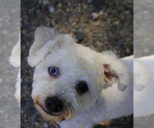 Medium Photo #3 Shih-Poo Puppy For Sale in St. Cloud, MN, USA