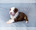 Puppy Boo Boo Australian Shepherd