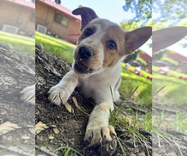 Medium Photo #5 Mutt Puppy For Sale in Sandy, UT, USA