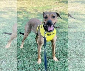 Labrador Retriever-Unknown Mix Dogs for adoption in Munford, TN, USA