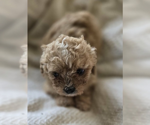 Medium Photo #1 Maltipoo (Toy) Puppy For Sale in BURLINGTON, MA, USA