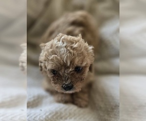 Maltipoo (Toy) Puppy for sale in BURLINGTON, MA, USA