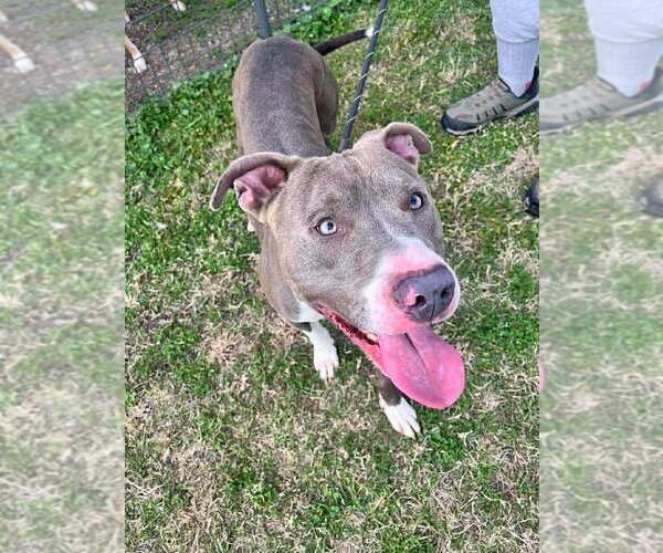 Medium Photo #3 Mutt Puppy For Sale in Abbeville, LA, USA