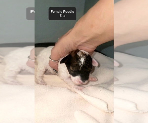 Medium Photo #3 Poodle (Toy) Puppy For Sale in TUCSON, AZ, USA