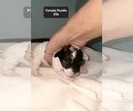 Small #2 Poodle (Toy)