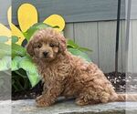 Small #1 Cavapoo (Miniature)