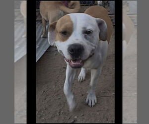 olly - Male American Staffordshire Terrier-Unknown Mix Dog for Adoption - Photo #3