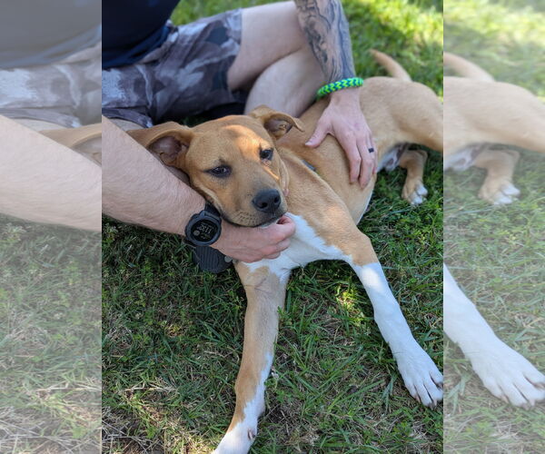 Medium Photo #5 American Staffordshire Terrier Puppy For Sale in Holly Springs, NC, USA