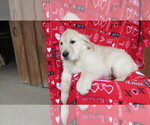 Small Photo #4 Golden Retriever Puppy For Sale in PORT TREVORTON, PA, USA