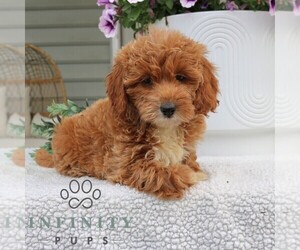 Goldendoodle (Miniature) Puppy for sale in NARVON, PA, USA
