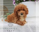Small Goldendoodle (Miniature)