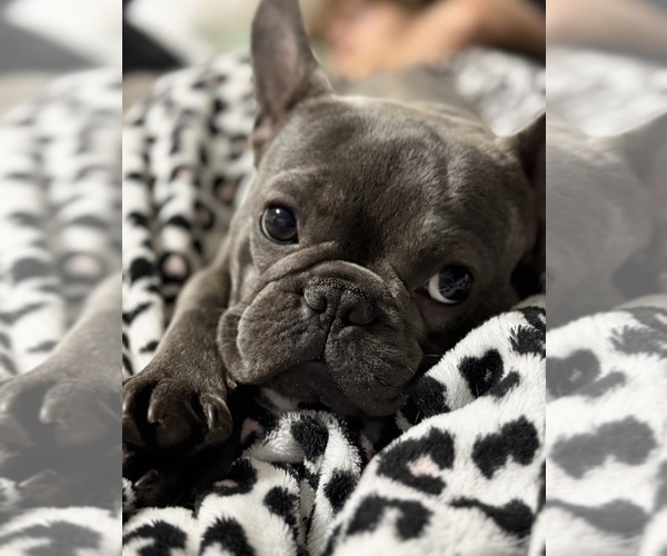 Medium Photo #1 French Bulldog Puppy For Sale in PORTSMOUTH, OH, USA