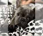 Small Photo #1 French Bulldog Puppy For Sale in PORTSMOUTH, OH, USA